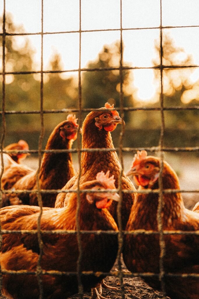 pexels witheline 30204205